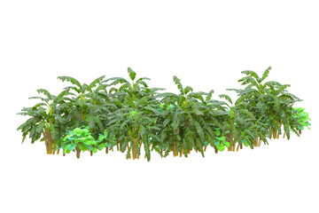 Tropical forest isolated on transparent background. 3d rendering - illustration