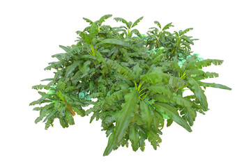 Tropical forest isolated on transparent background. 3d rendering - illustration