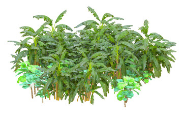 Tropical forest isolated on transparent background. 3d rendering - illustration