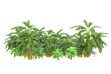 Tropical forest isolated on transparent background. 3d rendering - illustration