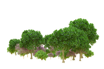 Tropical forest isolated on transparent background. 3d rendering - illustration