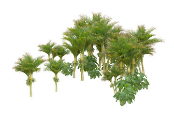 Tropical forest isolated on transparent background. 3d rendering - illustration