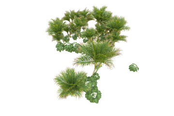 Fototapeta premium Tropical forest isolated on transparent background. 3d rendering - illustration