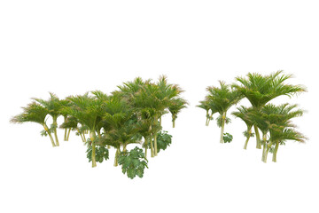 Tropical forest isolated on transparent background. 3d rendering - illustration