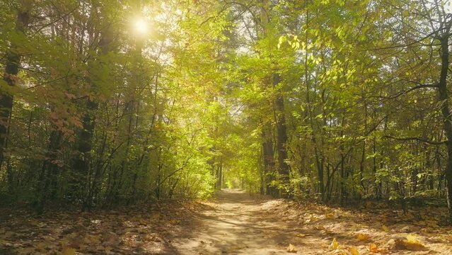 Beautiful sunlight park forest nature green summer autumn