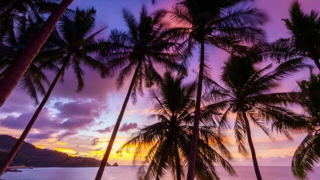 Timelapse Silhouette coconut palm trees in beautiful sunset or sunrise sky over sea,Amazing light nature colorful clouds landscape,Beautiful light nature sky and clouds seascape,Sky clouds background