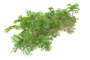 Tropical forest isolated on transparent background. 3d rendering - illustration