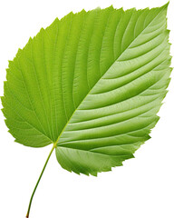 green leaf isolated