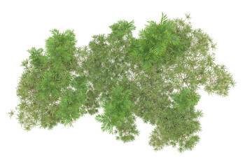 Naklejka premium Tropical forest isolated on transparent background. 3d rendering - illustration