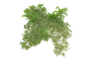 Fototapeta premium Tropical forest isolated on transparent background. 3d rendering - illustration