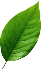 green leaf isolated