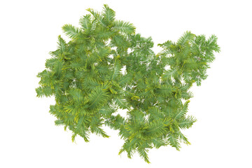 Fototapeta premium Tropical forest isolated on transparent background. 3d rendering - illustration