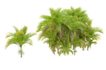 Tropical forest isolated on transparent background. 3d rendering - illustration