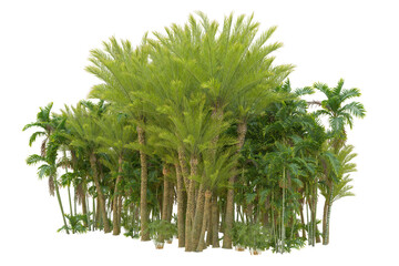 Tropical forest isolated on transparent background. 3d rendering - illustration