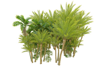 Tropical forest isolated on transparent background. 3d rendering - illustration