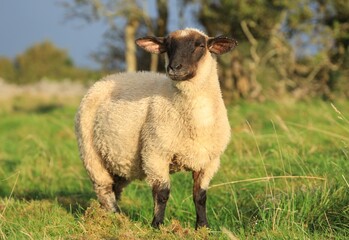 Sheep: Suffolk lamb in field on farmland in rural Ireland in early Autumn