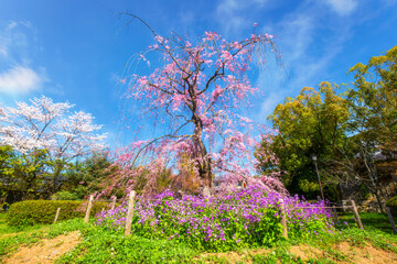 Beautiful Weeping Sakura at Awataguchi Aokusu no Niwa Park  in Kyoto, Japan - obrazy, fototapety, plakaty