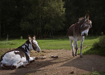 Osły na pastwisku © Joanna