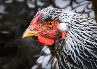 Kura o czarno-białym upierzeniu © Joanna
