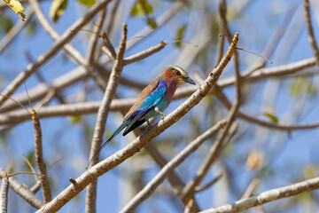 Lilac-breasted roller bird perched in tree in natural African habitat
