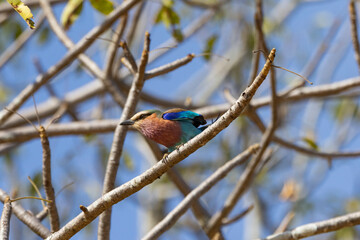 Lilac-breasted roller bird perched in tree in natural African habitat