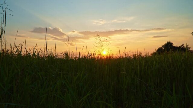 Amazing The golden sky in sunset above the rice shoots..The rice is coming out. It's almost harvest time..Ears of rice in the evening with golden light..Natural beauty in the rice field atmosphere.