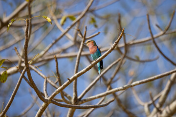 Lilac-breasted roller bird perched in tree in natural African habitat