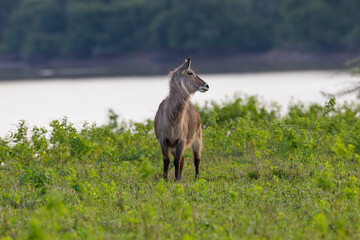 Waterbuck near river bank in natural African habitat