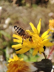 bee on yellow flower