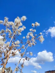 blossoming tree