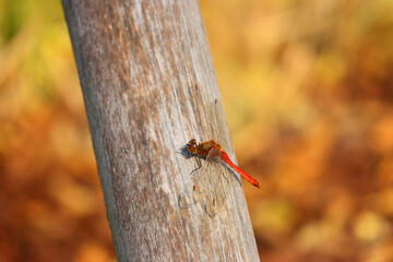 dragonfly