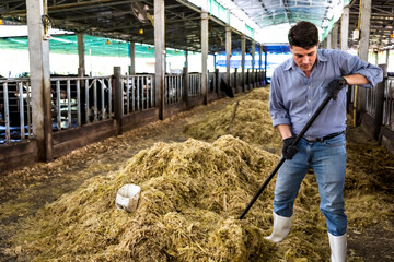 Young cowman worker preparing hay for feeding cows in cowshed