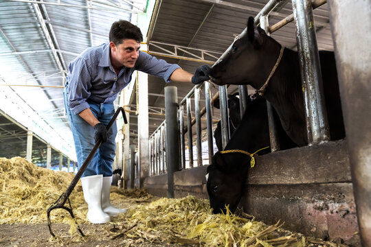 Young cowman farmer working with a cows in cowshed, animal husbandry concept