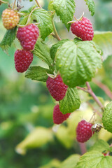 raspberries in the garden