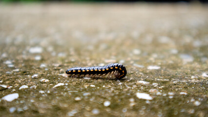 The centipede is walking on the ground. The cement floor is still damp. small reptile They are the same as centipedes. But they are separated by those who are small.