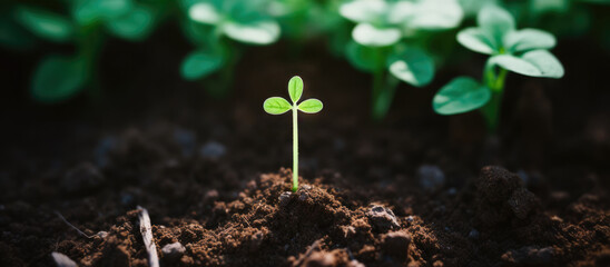 Green plant seedling cross shaped growing in fertile soil under the sun  - obrazy, fototapety, plakaty