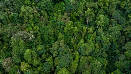 Foto op Canvas Aerial top view forest green tree, Rainforest ecosystem and healthy environment background, Texture of green tree forest, forest view from above. © Kalyakan