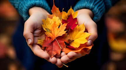 autumn leaves in hands, lose - up of child's hands holding a bouquet of colorful fall maple leaves - obrazy, fototapety, plakaty