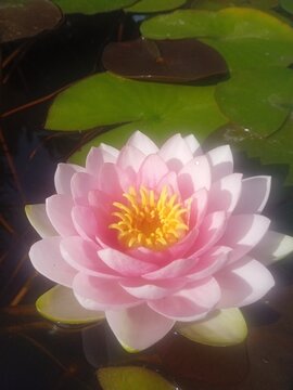 Teichrose in zart Rosa 