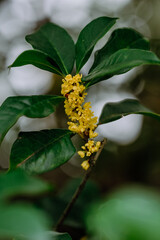 Osmanthus flowers blooming on branches in autumn