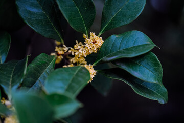 Osmanthus flowers blooming on branches in autumn