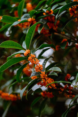 Osmanthus flowers blooming on branches in autumn