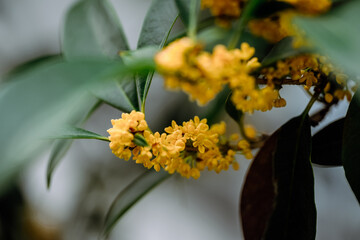 Osmanthus flowers blooming on branches in autumn