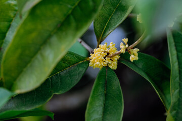 Osmanthus flowers blooming on branches in autumn