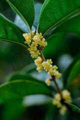 Osmanthus flowers blooming on branches in autumn
