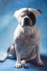 a black and white dog is sitting on a blue background wearing sunglasses and a hat. A pet dreams
