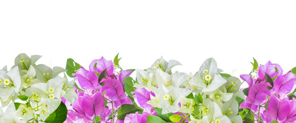 White and pink Bougainvillea flower frame isolated - 653653690