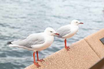 Seagull gracefully soaring above the beach, pier, and rocky shore, framed by the expansive beauty of the ocean, under the vast blue sky