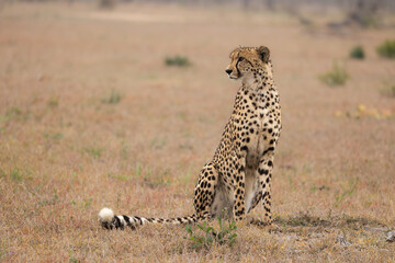 Cheetah sitting