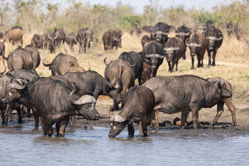 Buffalo herd drinking